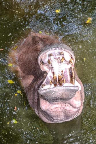 hippopotamus, бегемот, вода, water, рычит, бесплатное, красивое, фото, DSLR, camera, photo, free download