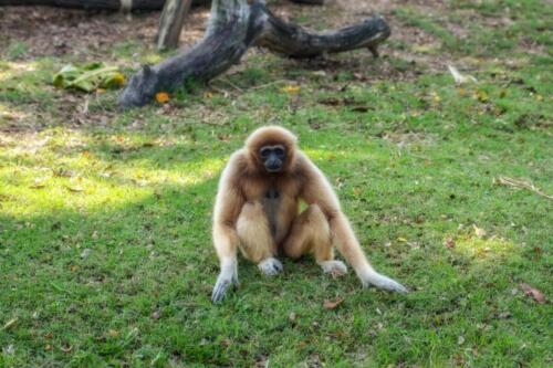 nature, monkey, обезьяны, бесплатное, красивое, фото, DSLR, camera, photo, free download