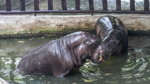 hippopotamus, бегемот, вода, water, бесплатное, красивое, фото, DSLR, camera, photo, free download