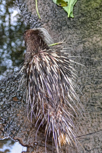 porcupine, дикобраз, вода, water, бесплатное, красивое, фото, DSLR, camera, photo, free download