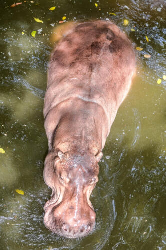 hippopotamus, бегемот, вода, water, бесплатная фотка, красивая фотография, photo for free