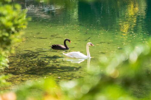 Black swan, лебедь, черный лебедь, белый лебедь, lake, озеро, бесплатная фотка, красивая фотография, photo for free