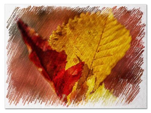 Autumn leaves picture
