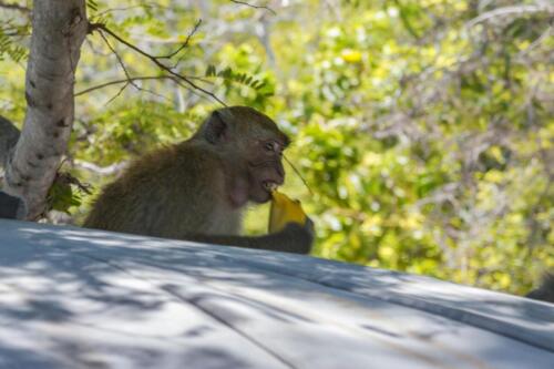 Злая обезьяна ест банан