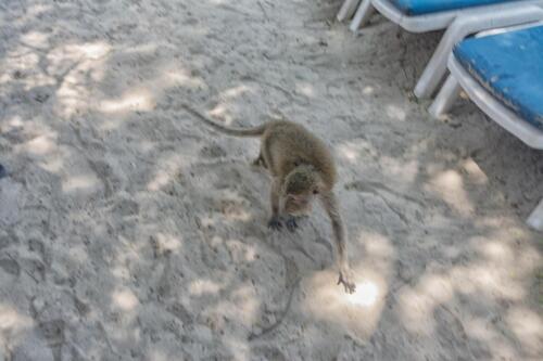 Мартышка бежит по песку