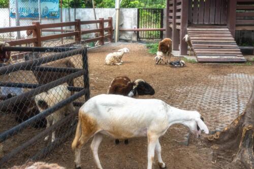 Ферма животных в провинции Чонбури
