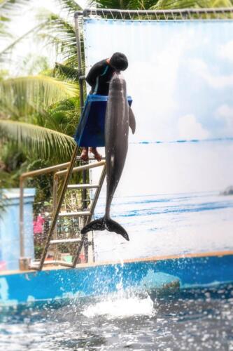 Дельфин высоко выпрыгивает из воды
