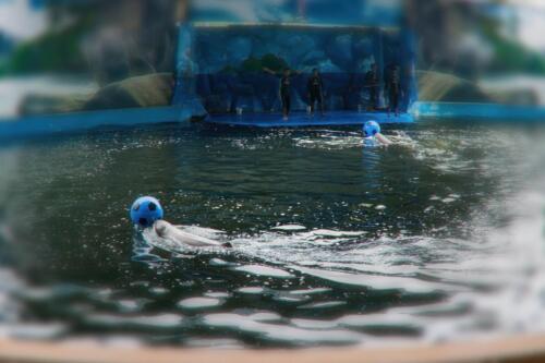 Дельфин ведет мяч в воде