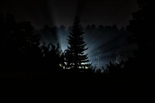 Свет прожектора в лесу ночью
