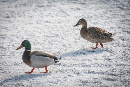 Селезень и утка прогуливаются на февральском льду