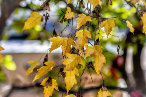 Листья клена осенью