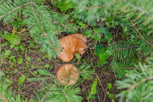 ginger mushroom
