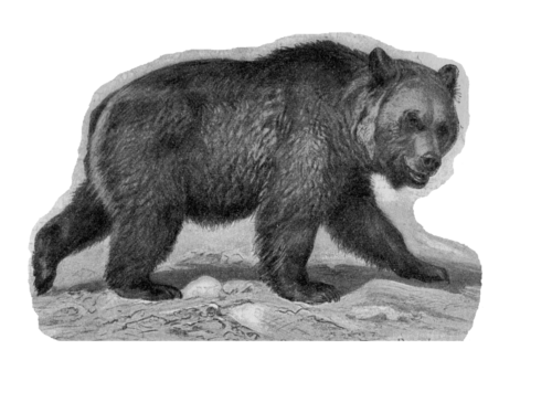 пещерный медведь вымершее животное рисунок